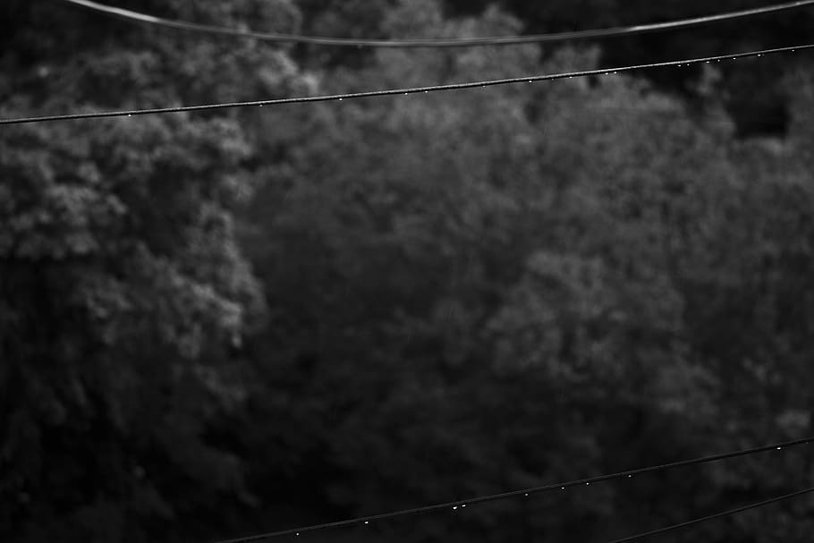 canada, goderich, power lines, wet, trees, hydro, cable, nature HD wallpaper