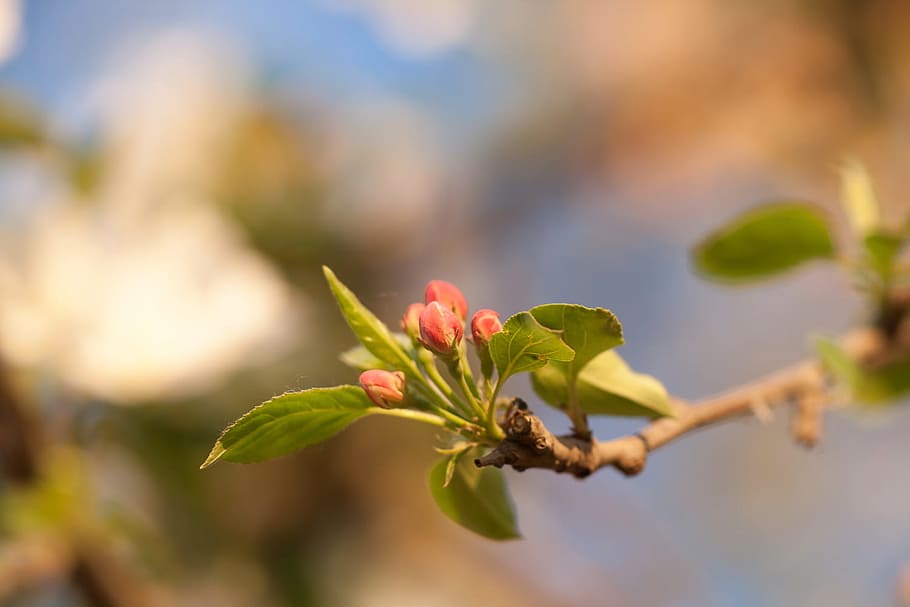 spring, flower, flowers, background, focus, closeup, outdoor HD wallpaper