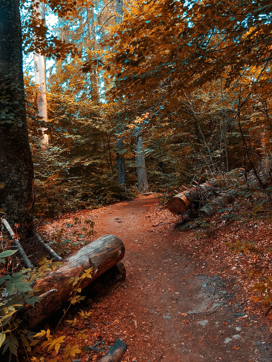 chopped tree log at the forst, forest, plant, land, autumn, change, HD wallpaper