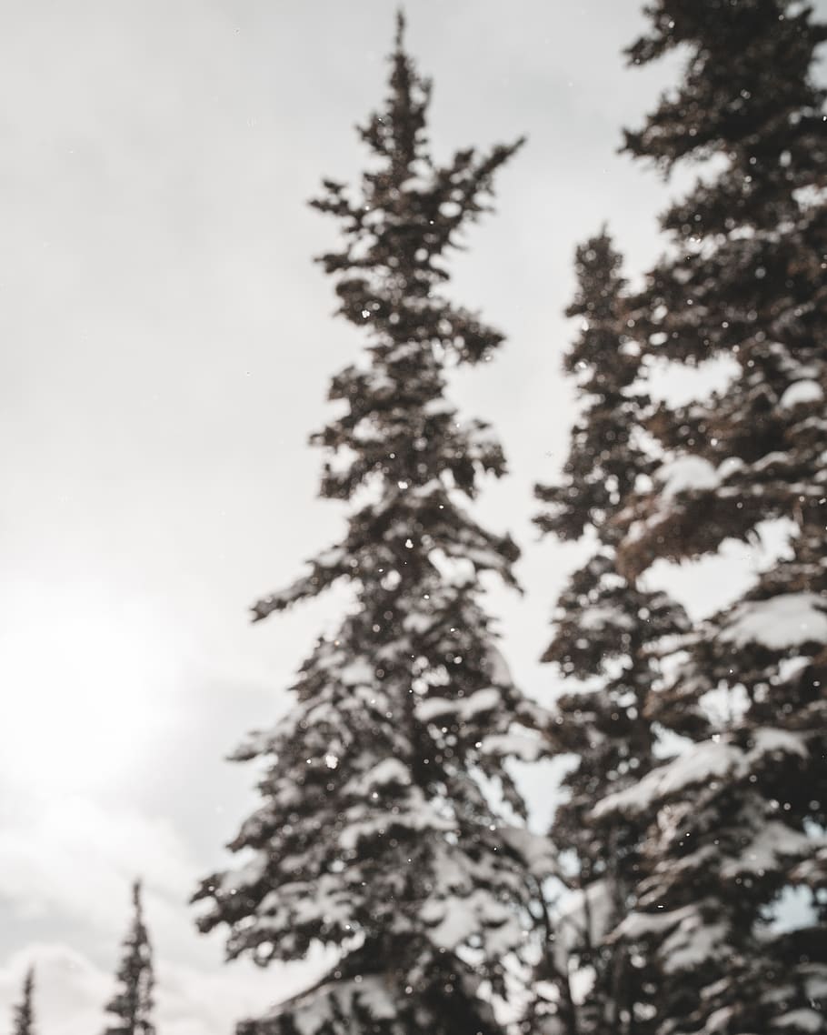 green pine trees during daytime, plant, abies, fir, christmas tree HD wallpaper