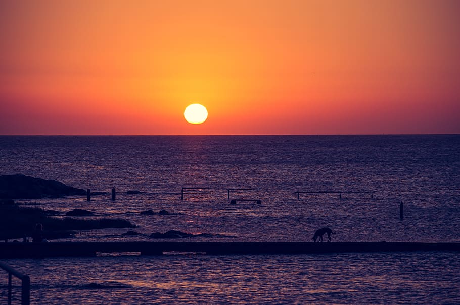 sunset, orange, orange sky, dog, sea, water, beauty in nature HD wallpaper
