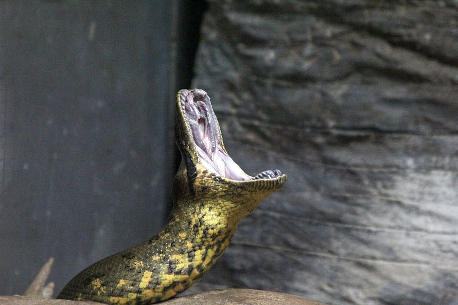 Ростовский зоопарк змеи. Контактные зоопарки с ящерицами, змеями. Анаконда 1080