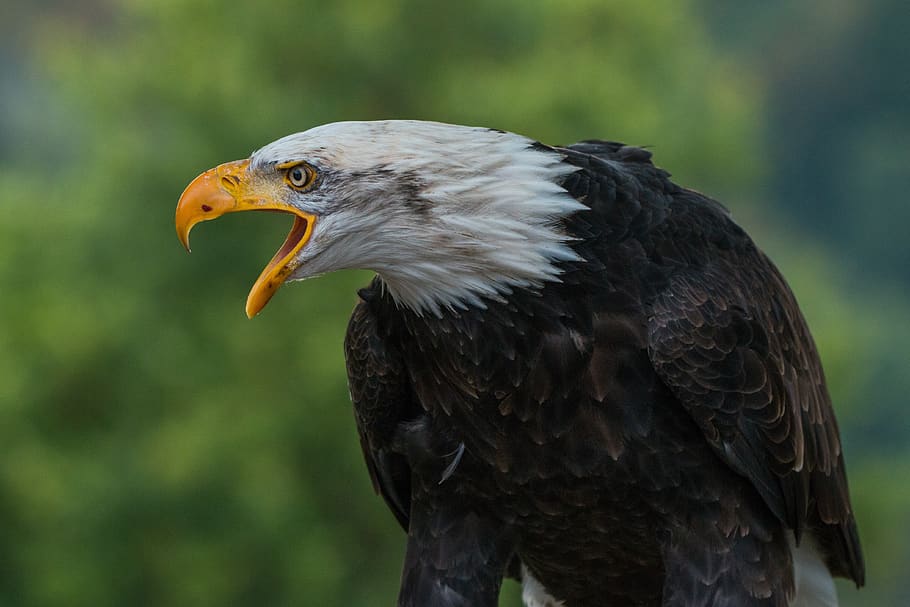 Close Up Photography of White Black Eagle during Daytime, animal HD wallpaper