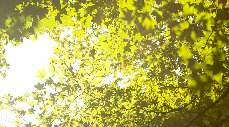 green tree, plant, growth, yellow, no people, beauty in nature HD wallpaper