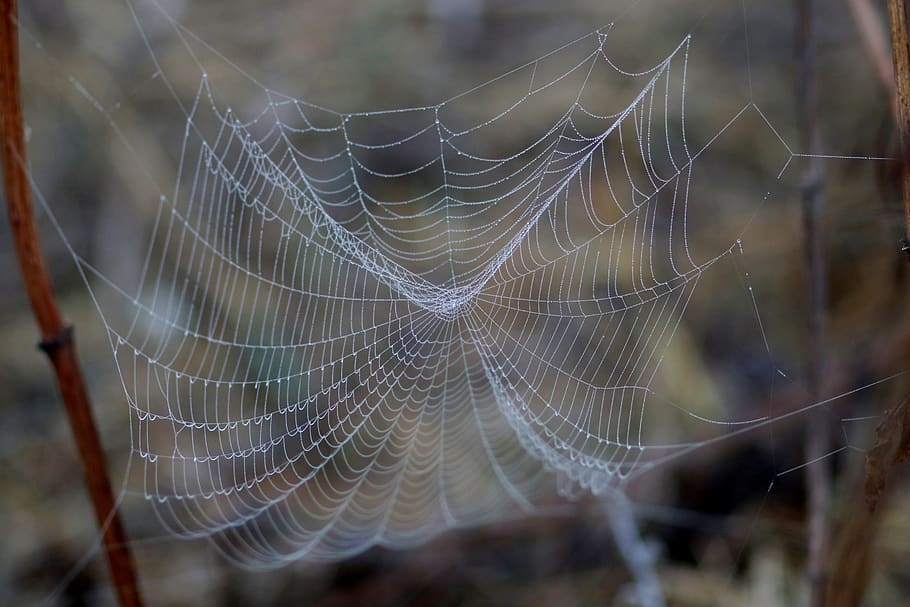 spider web, drops, wet, dew, in the morning, water, nature HD wallpaper