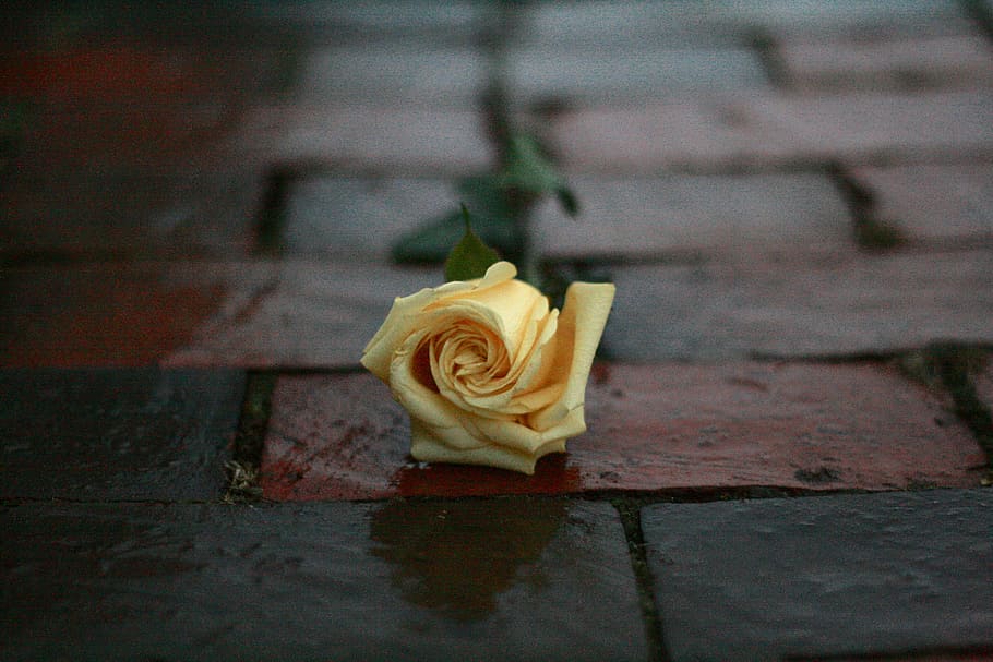 yellow rose flower on surface, blossom, plant, petal, flower arrangement HD wallpaper