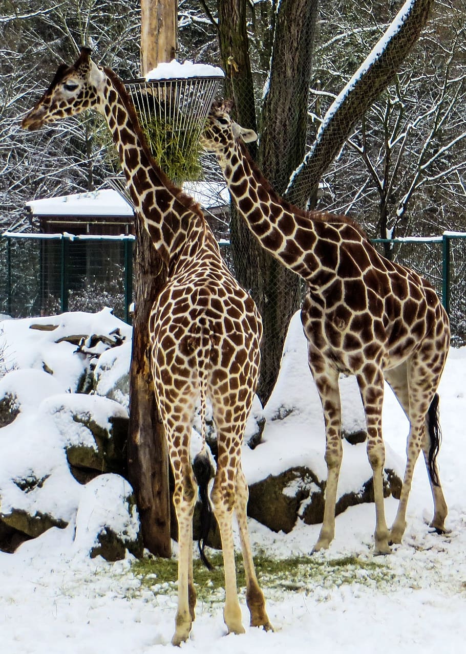 couple, giraffe, animal, wild, nature, zoo, winter, ice, snow, HD wallpaper