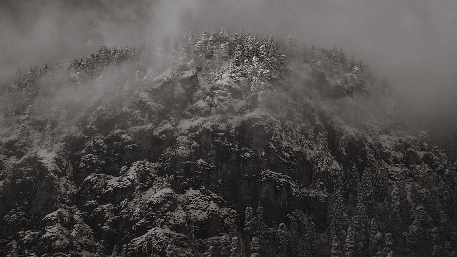 foggy mountain, nature, weather, fir, plant, tree, abies, outdoors HD wallpaper