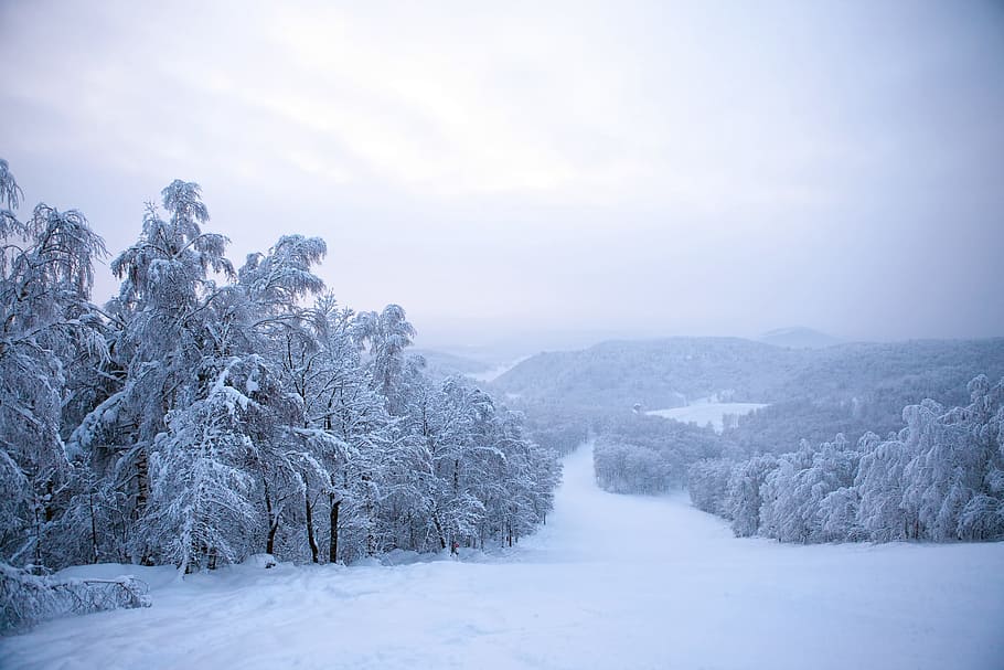 tree, winter, wintertime, snow, mountain, ski, resort, summit HD wallpaper