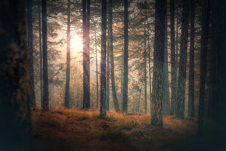 sun rays through the woods, tree, forest, plant, land, tranquil scene HD wallpaper
