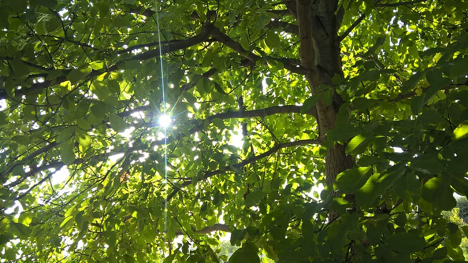 sunlight, day, garden, forest, tree, leaves, plant, earth, nature HD wallpaper