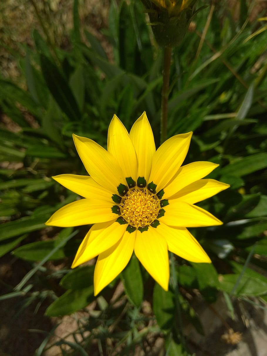 flower, garden, florida, flowering plant, fragility, vulnerability HD wallpaper