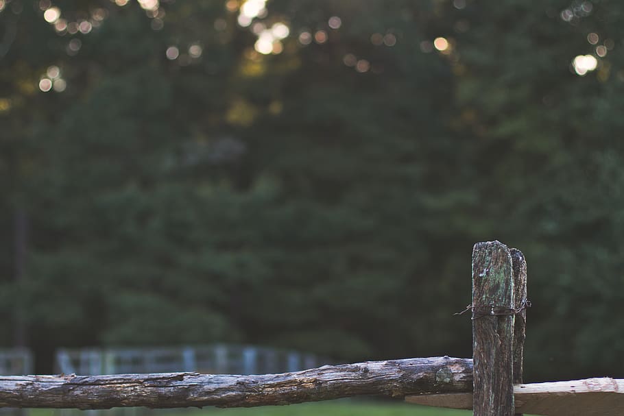 Brown Wooden Fence Near Trees, blur, dawn, daylight, environment HD wallpaper