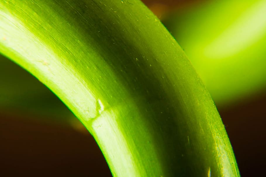 background, bamboo, botanical, branch, colorful, concepts, green HD wallpaper