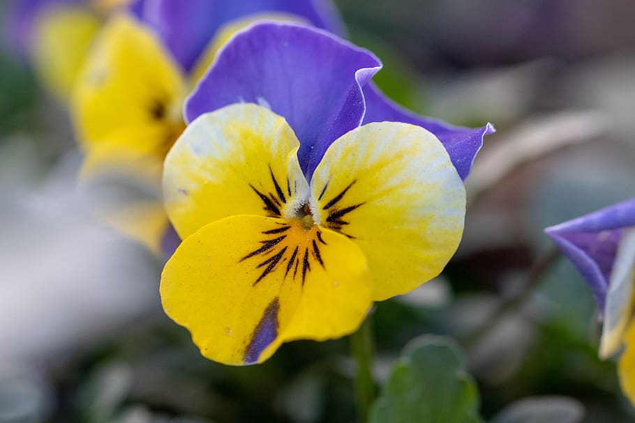 macro, flower, nature, plant, blossom, garden, bloom, summer HD wallpaper