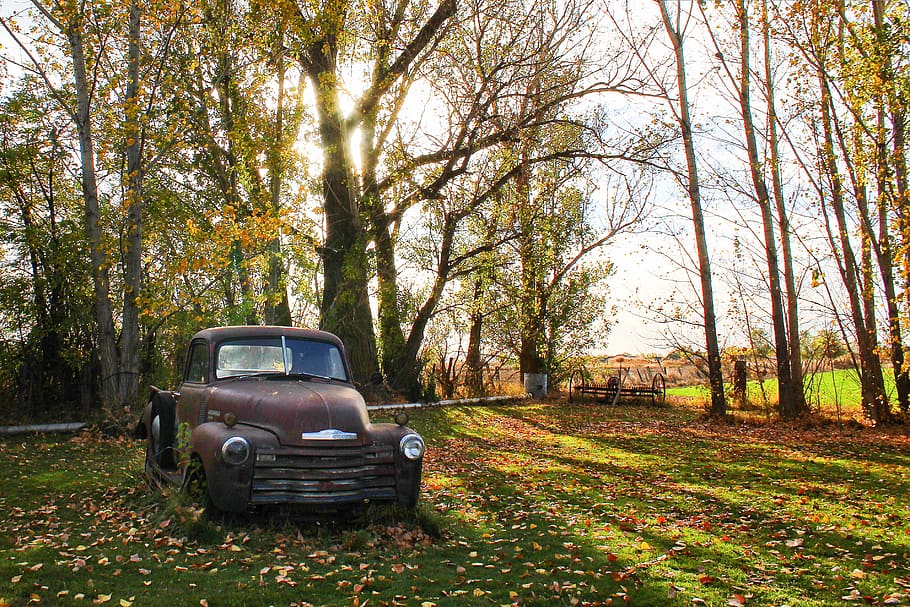 Classic Brown Single Cab Pickup Truck Parked Next to Tall Trees HD wallpaper