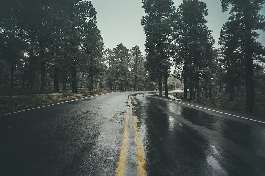 wet, road, rain, trees, plant, nature, outdoor, transportation HD wallpaper