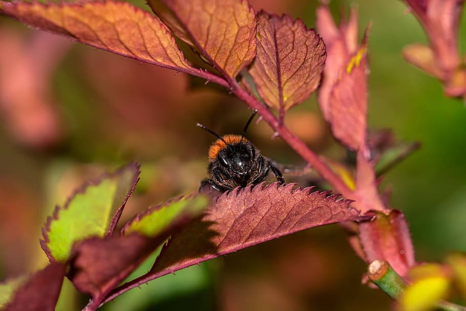hummel, macro, insect, nature, flower, bee, pollination, close up HD wallpaper