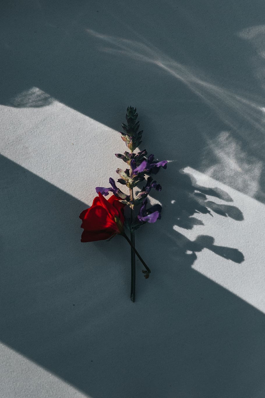 red flower, person, human, people, united states, camarillo, gift HD wallpaper