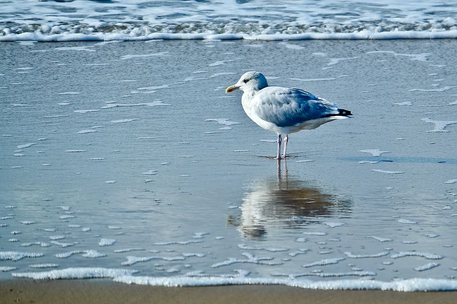 belgium, ostend, bird, seaside, seagull, animal wildlife, animal themes, HD wallpaper