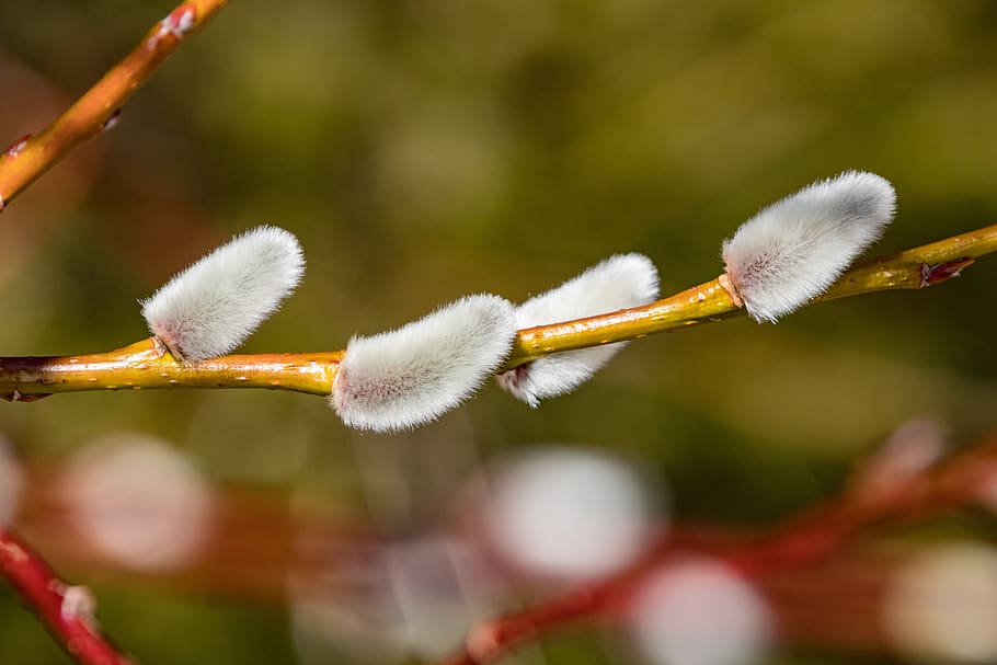 palm cat, easter, wicker, fluffy, willow, close up, soft, white HD wallpaper