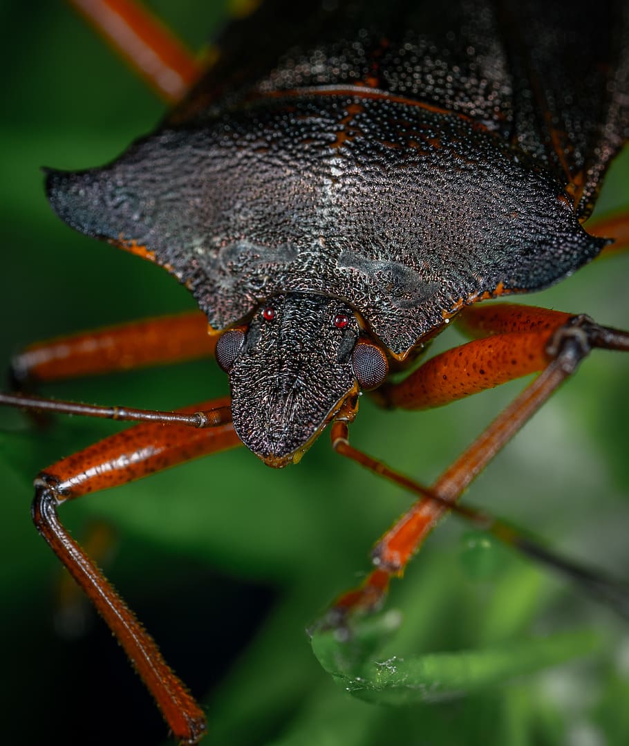 Close-Up Photo Of Brown Beetle, bug, insect, one animal, animal themes HD wallpaper