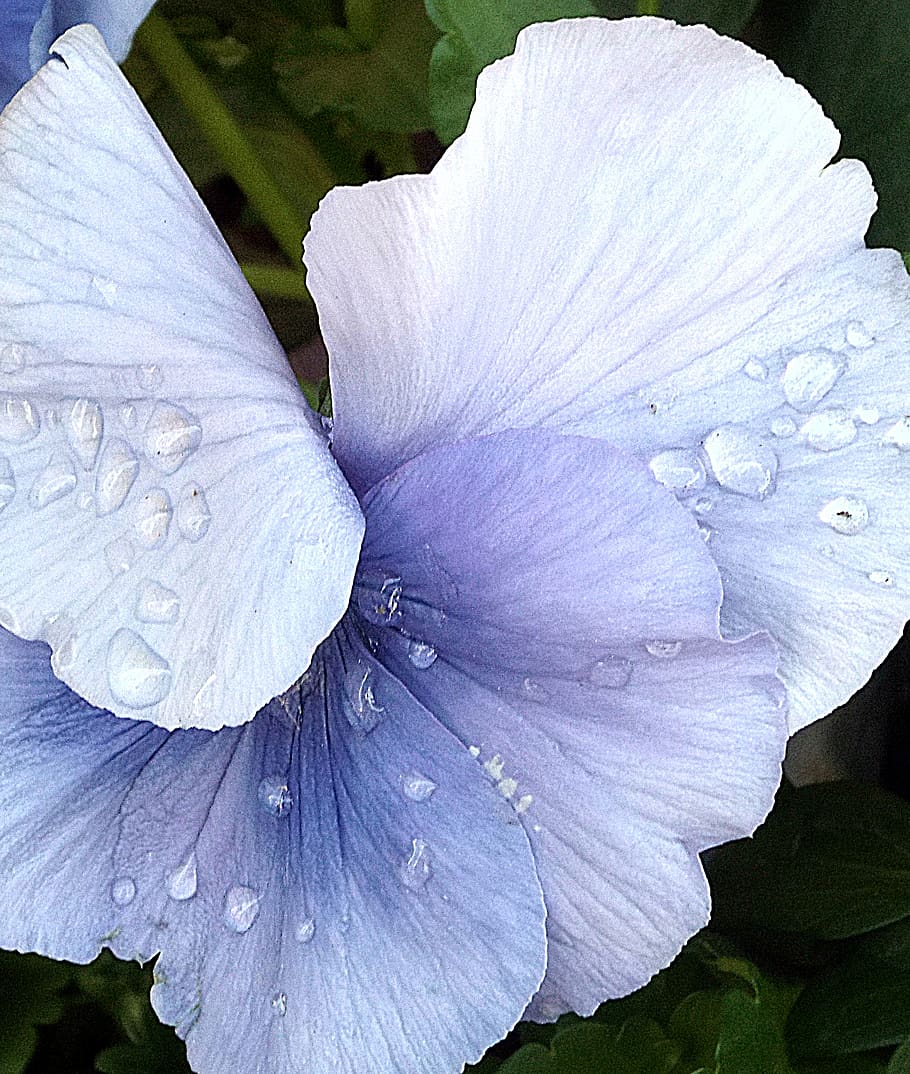 dew_drops, flower, beauty in nature, flowering plant, petal HD wallpaper