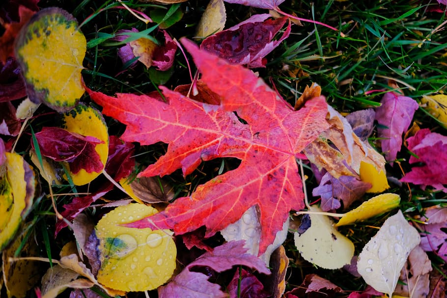 leaf, leaves, autumn, fall, aspen, maple, tree, trees, plant part HD wallpaper