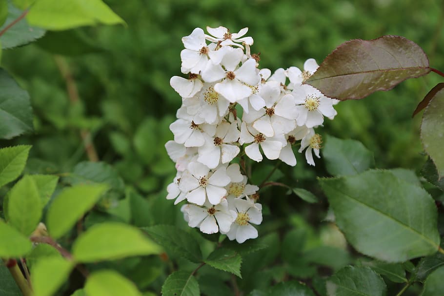 flower, white flowers, spring, plant, growth, flowering plant HD wallpaper