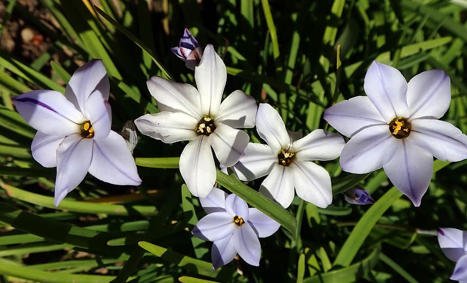 flowers, spring, bulbs, garden, nature, flowering plant, petal HD wallpaper