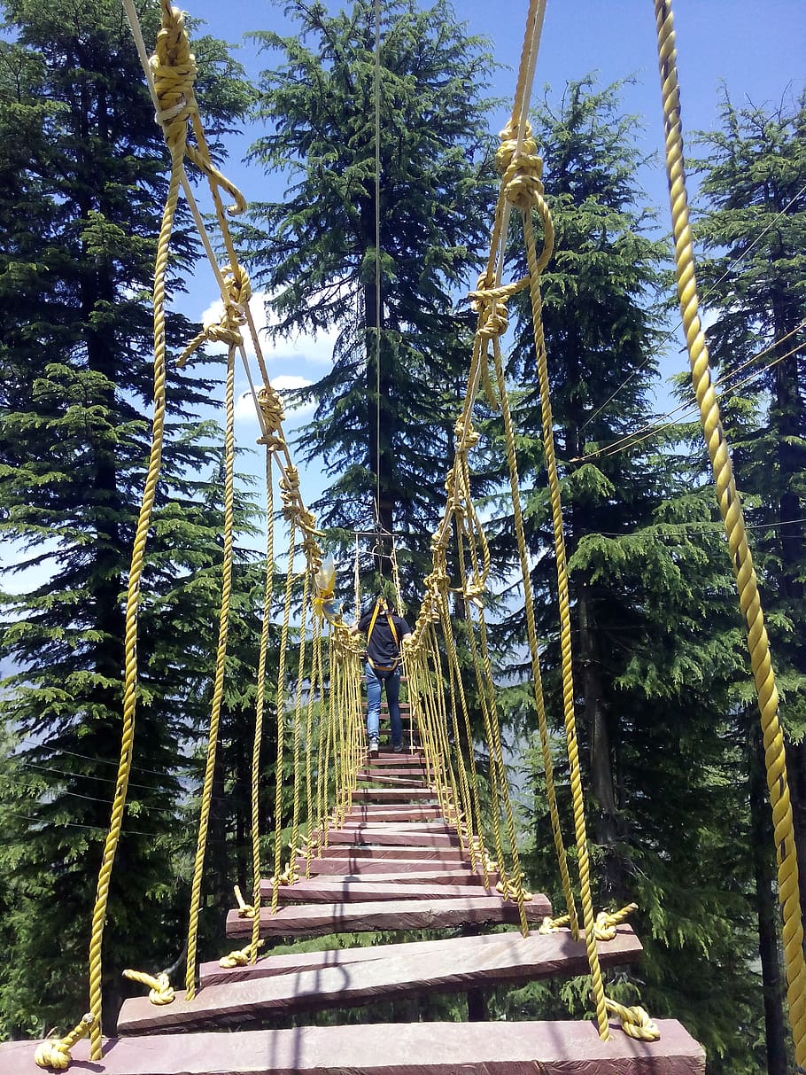 india, kufri, forest, ropebridge, mountains, plant, tree, the way forward, HD wallpaper