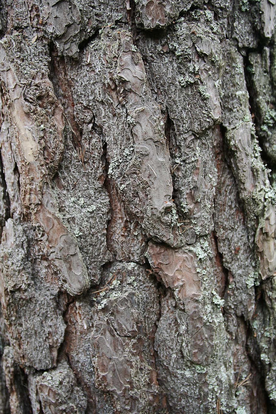 tree trunk, plant, root, wood, magnifying, algae, animal, mammal HD wallpaper