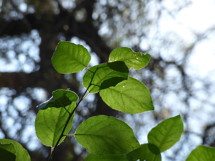 leaf, sunlight, sunray, sunbeam, plant, vegetal, nature, natural HD wallpaper