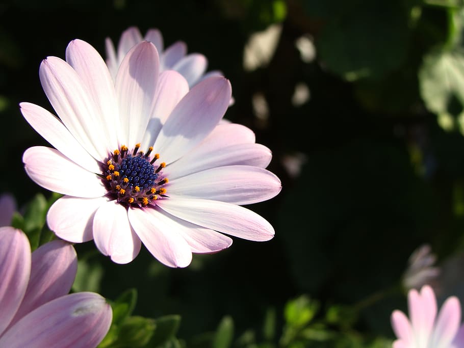 flower, pink, nature, spring, bloom, flowering plant, fragility HD wallpaper
