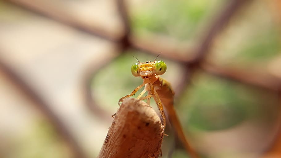 nature, wildlife, closeup, leaf, outdoors, insect, little, environment HD wallpaper