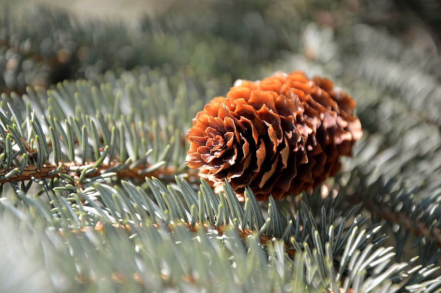 pine cones, fir tree, tap, conifer, needles, tannenzweig, branch HD wallpaper