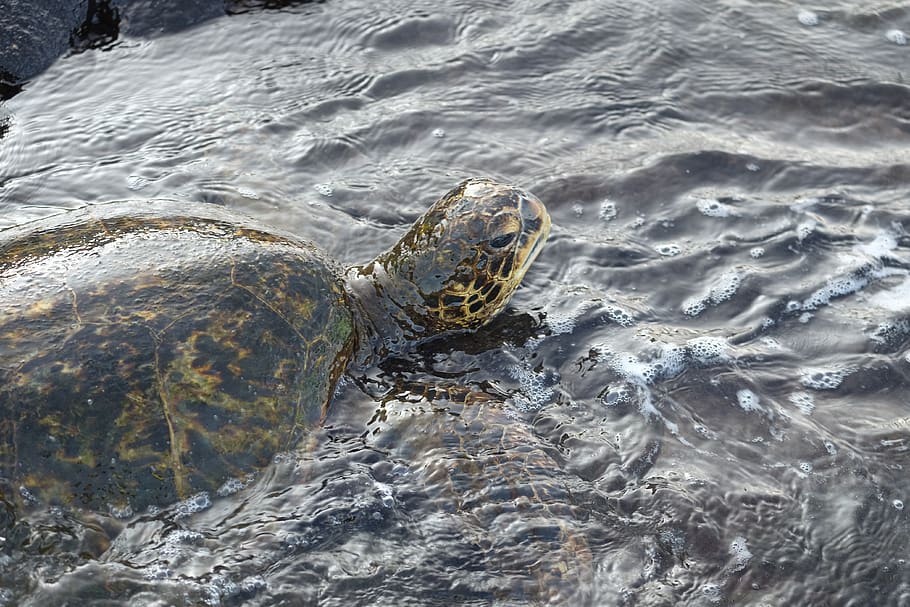 brown tortoise on water, turtle, sea life, reptile, animal, sea turtle HD wallpaper