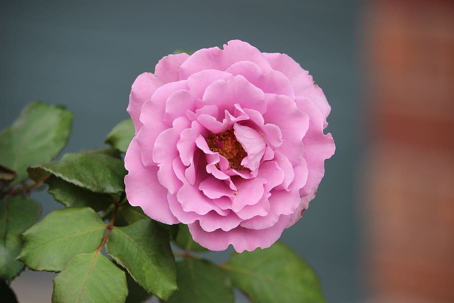 canada, tree, grass, green, pink, pink flower, macro, canon HD wallpaper