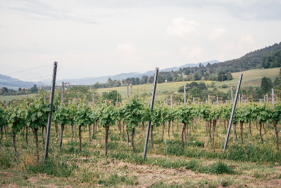 Vineyards in Staufen, Germany, agriculture, alcohol, country, HD wallpaper