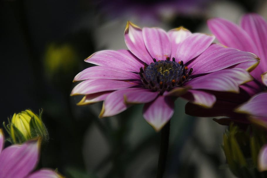 nature, flower, flora, spring, macro, close up, natural, beautiful HD wallpaper
