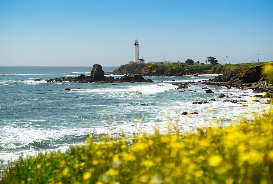 united states, pescadero, pigeon point lighthouse, flowers, HD wallpaper