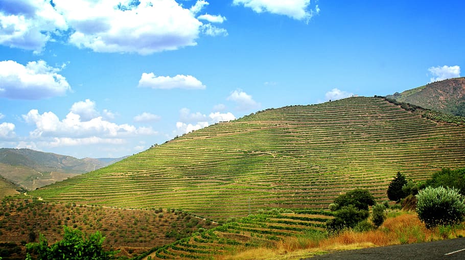 Terraced Vineyards - Walled Terraces - Douro Valley, agriculture, HD wallpaper