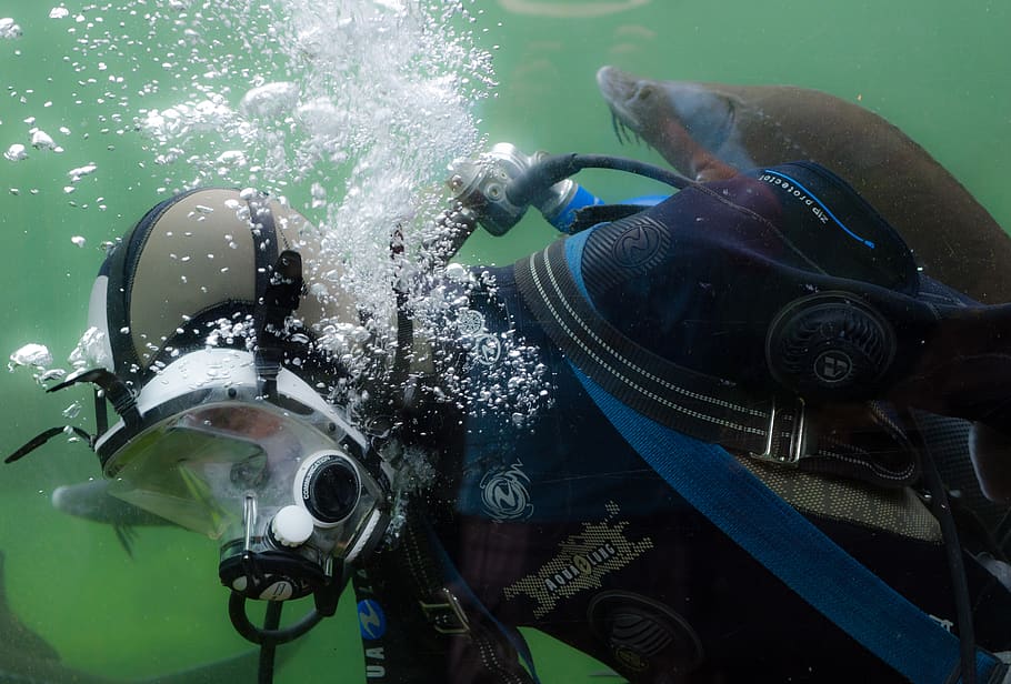 Person in Black and Blue Wetsuit Doing Scuba Diving, aquatic