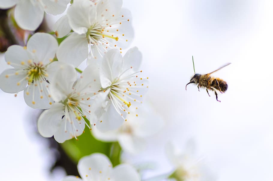 Brown Flying Bee, beautiful, beauty, bloom, blooming, blossom HD wallpaper