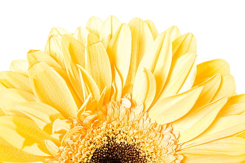 gerbera, flower, background, white, closeup, isolated, decoration HD wallpaper