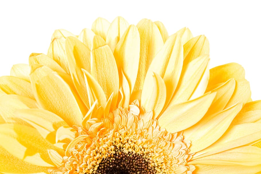 gerbera, flower, background, white, closeup, isolated, decoration HD wallpaper