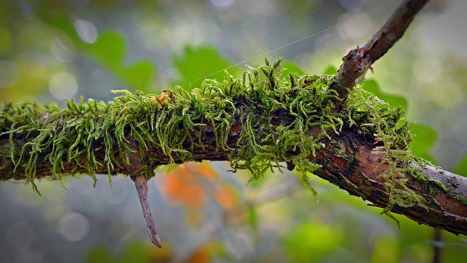 Mossy Branch Selective Focal Phoot, bemoost, blur, close-up, color HD wallpaper