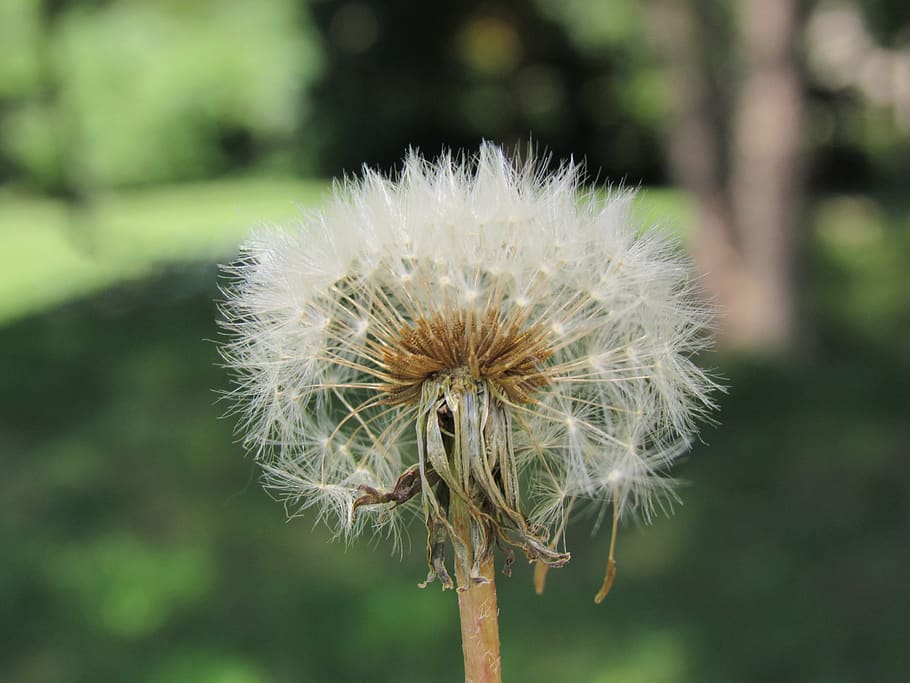 weed, beautiful, flower, fragility, focus on foreground, vulnerability HD wallpaper