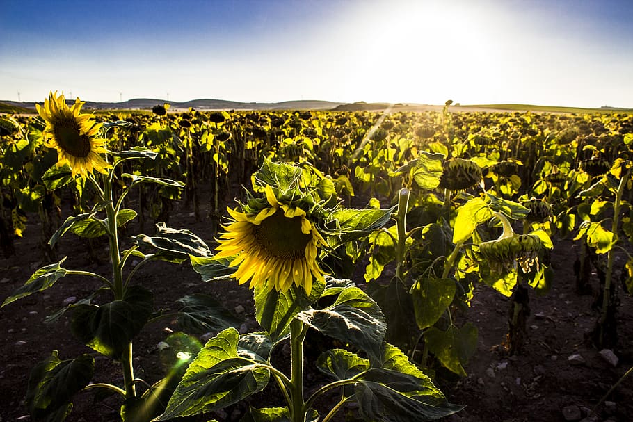 growth, plant, landscape, beauty in nature, flower, field, freshness HD wallpaper