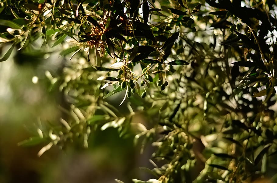 Green Leaf Fruit Tree Selective Focal Photo, blur, branches, close-up HD wallpaper